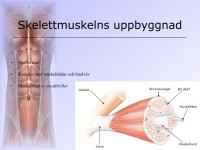 /album/musklerna/a6-musklerna-006-jpeg/
